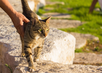 Obraz premium Wild cat