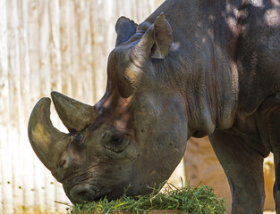 Naklejka premium rhino