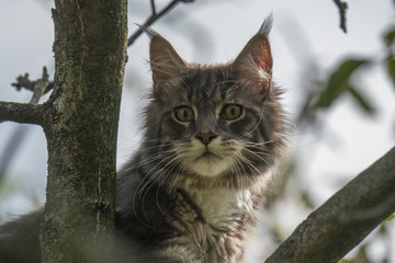 Maine coon cat sitting on a tree