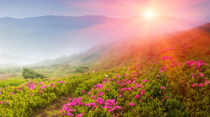 Naklejka premium Piękny wschód słońca w górach wiosny. Widok wzgórz pokrytych rododendronami ze świeżych kwiatów. Panoramiczny krajobraz.