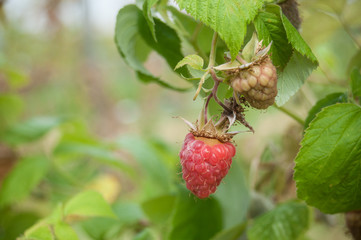 détail cueillette groseilles macro rouge dans un champ bio