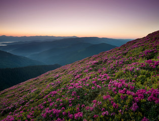 Plakat Flowers in the mountains during sunrise. Beautiful natural landscape in the summer time