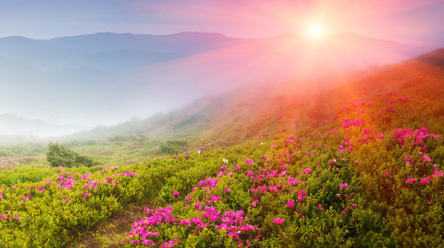 Beautiful sunrise in the spring mountains. View of  hills, covered with fresh blossom rhododendrons. Panoramic landscape.
