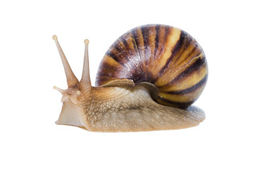 Close up of Snail isolated on white background.