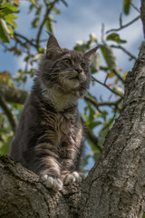 Naklejka na ściany i meble Maine coon cat sitting on a tree