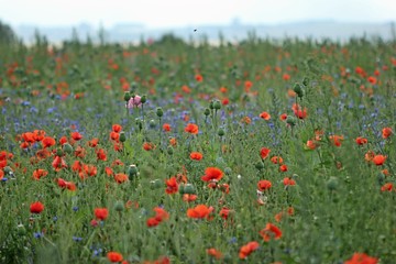 Feld mit Schlafmohn, Klatschmohn und Kornblumen 