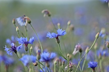 Kornblumen (Centaurea cyanus) am Feldrand 
