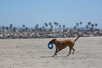 Dog on Beach with Frisbee