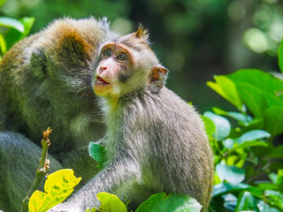 Balinese long-tailed monkey