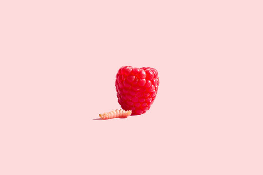 Caterpillar Eating Raspberry against Pink Background, Studio Shot 