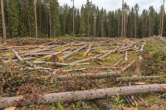 Is deforestation. Carvel pines lie on the plot. Timber harvesting in the coniferous forest.
