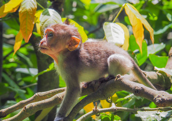 Baby Balinese long-tailed monkey