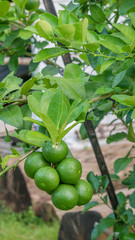 Lime green tree