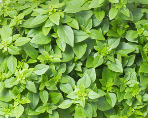 Greek Basil
