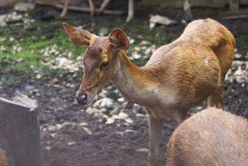 Deer