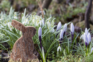 Krokusse mit Hasen