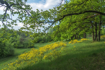 Первоцветье
