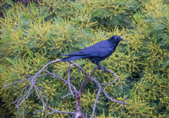 Australian raven