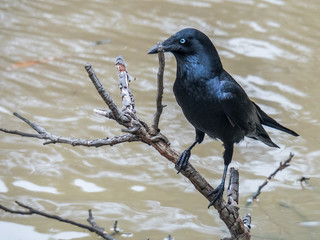 Australian raven