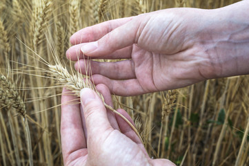 Female hand in rye field, farmer examining plants, agricultural concept.