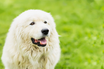 Portrait of a white large fluffy dog with attentive eyes on a natural green background, selective focus. With place for text, for background use