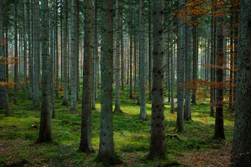Fototapeta premium Wald