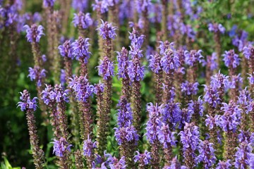 Obraz premium Colorful flowers beautiful plants bloom from spring to autumn