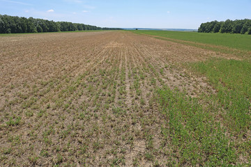 Field rests in summer. Fallow land