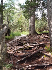 Forest trail