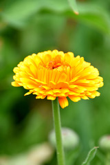 Yellow Calendula, Marigold