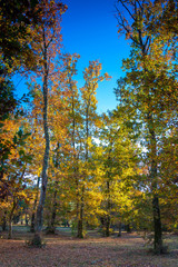 Fototapeta premium AUTOMNE