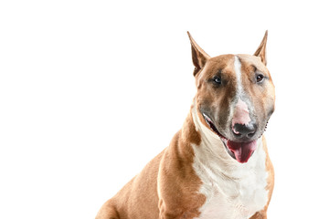 portrait of purebreed bull terrier sitting on white background with copy space