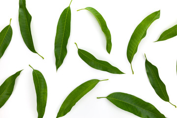 Mango leaf isolated on white background.