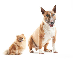 portrait of purebreed bull terrier and small pomeranian spitz sitting on white background with copy space