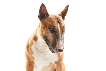 portrait of purebreed bull terrier sitting on white background with copy space