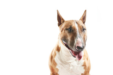 portrait of purebreed bull terrier sitting on white background with copy space