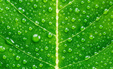 Fototapeta na wymiar Green leaf with drops of water