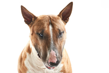 portrait of purebreed sad bull terrier sitting on white background with copy space