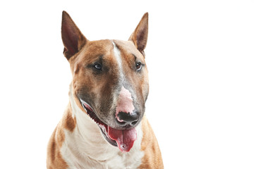 portrait of purebreed bull terrier sitting on white background with copy space