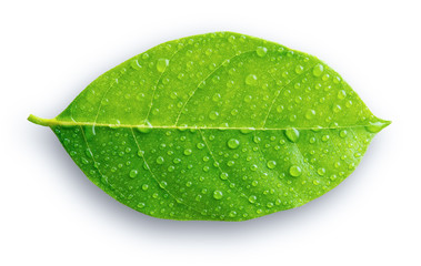 Green leaf with drops of water on the white background