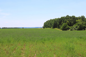 View of green lucerne field under blue sky