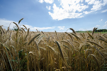 Wheet fields on sunny day