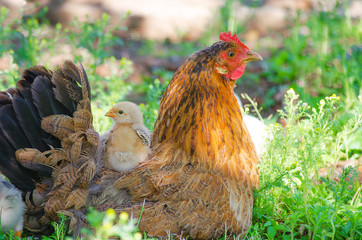  Home poultry chickens grazing and walking outdoors