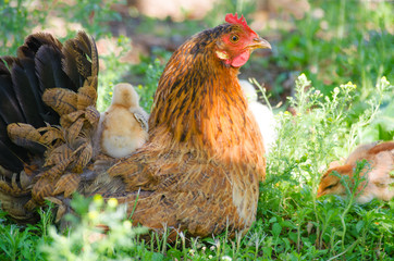  Home poultry chickens grazing and walking outdoors