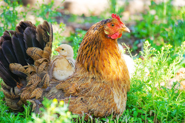  Home poultry chickens grazing and walking outdoors