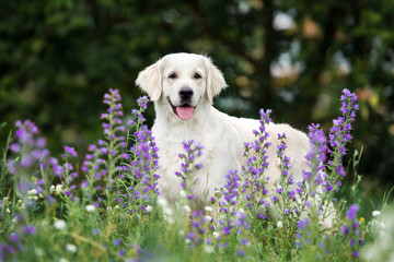 beautiful golden retriever dog standing outdoors