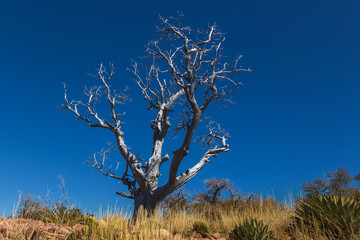 Sunlit Tree Against Bright Blue Sky, Arizona, USA horizontal
