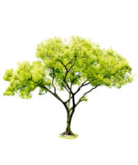 tree white background