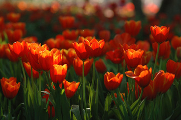 Beautiful orange tulips in a beautiful light atmosphere.