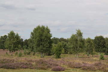 Obraz premium Die Lüneburger Heide blüht